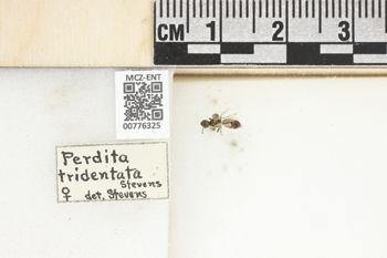 Media type: image;   Entomology 776325 Aspect: Labels